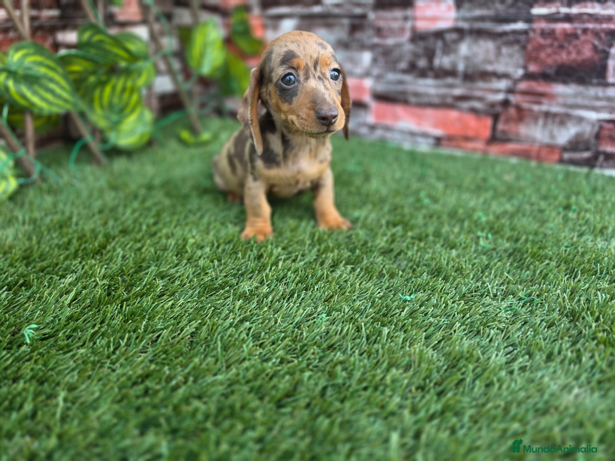 Teckel Miniatura perros en venta: TECKEL KANNINCHEN ARLEQUIN - Anuncio 1