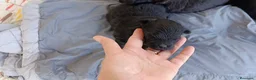 Pomapoo perros en venta: POMAPOO MACHITOS - Anuncio 4