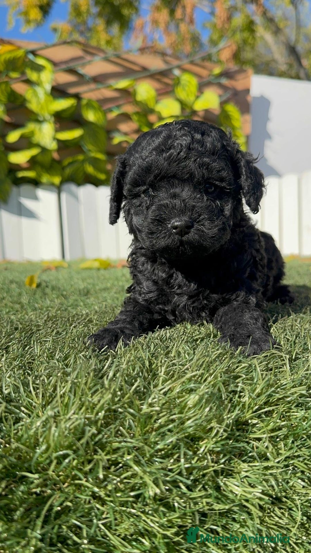 Caniche Toy perros en venta: CANICHE TOY  - Anuncio 13