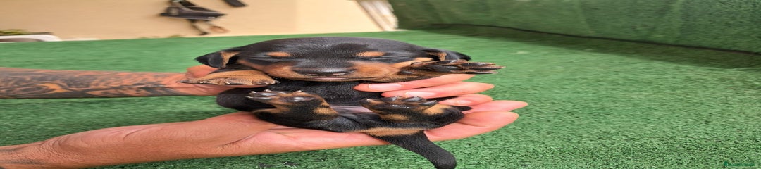 Teckel Miniatura Cachorro 7