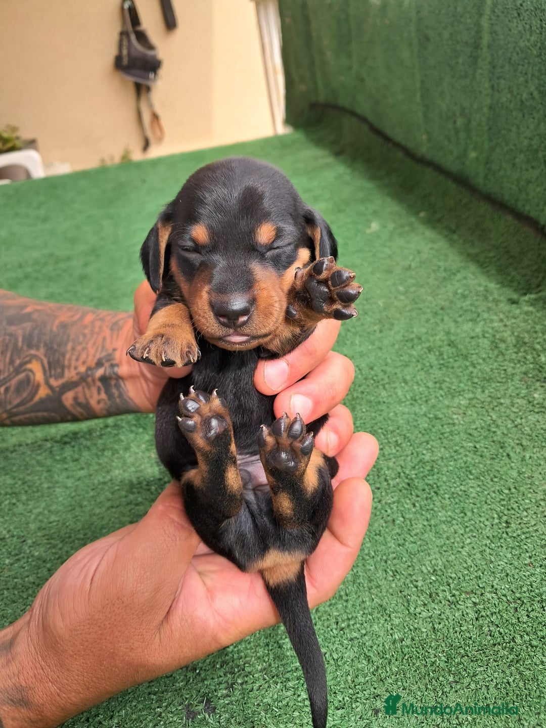 Teckel Miniatura perros en venta: Teckel Miniatura  - Imagen 31
