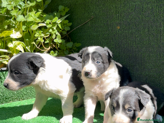 Border Collie perros en Torremolinos - Anuncio 21