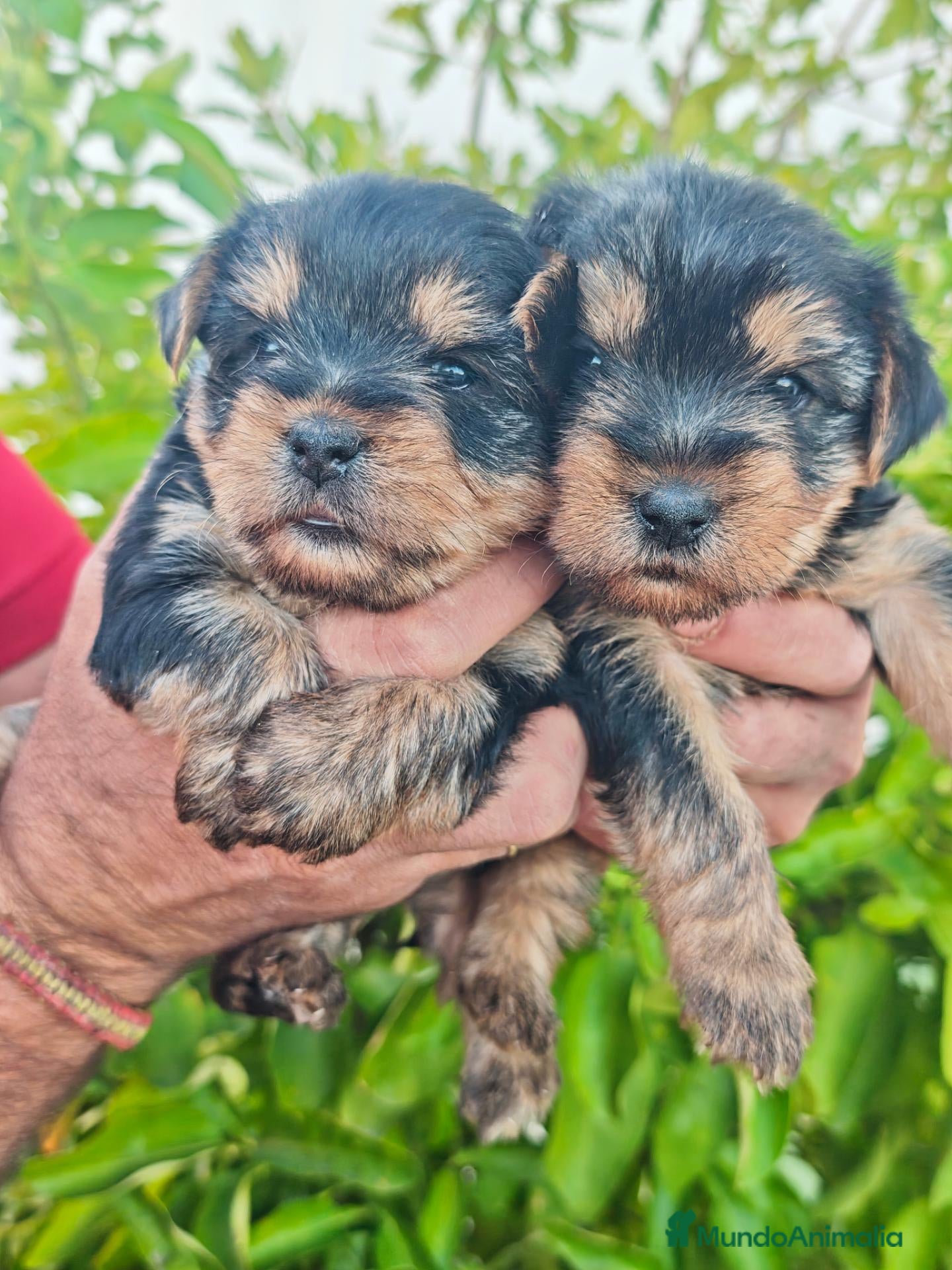 Yorkshire Terrier perros Preciosos Yorkshire - Anuncio 11