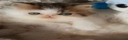 Persa gatos en venta: 💝 GATITOS PERSAS E HIMALAYOS ✨ - Anuncio 3