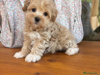 Maltipoo perros - Anuncio 31