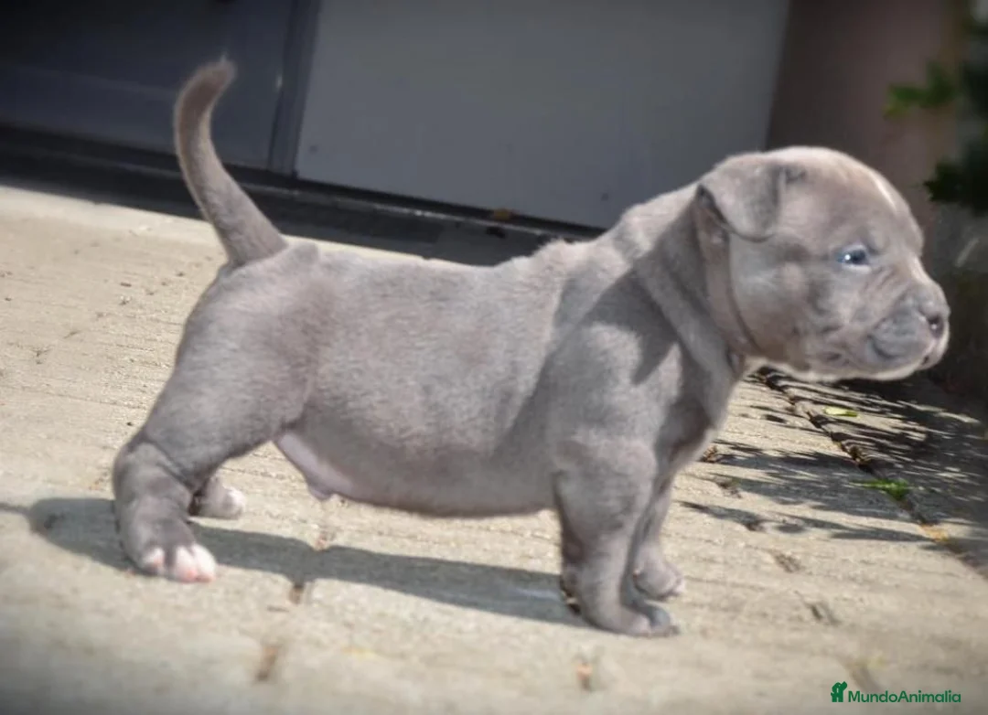 American Pit Bull Terrier perros en venta: CRIA PROFESIONAL DE AMERICAN PITBULL  631 67 03 85 en Sevilla - Anuncio 5