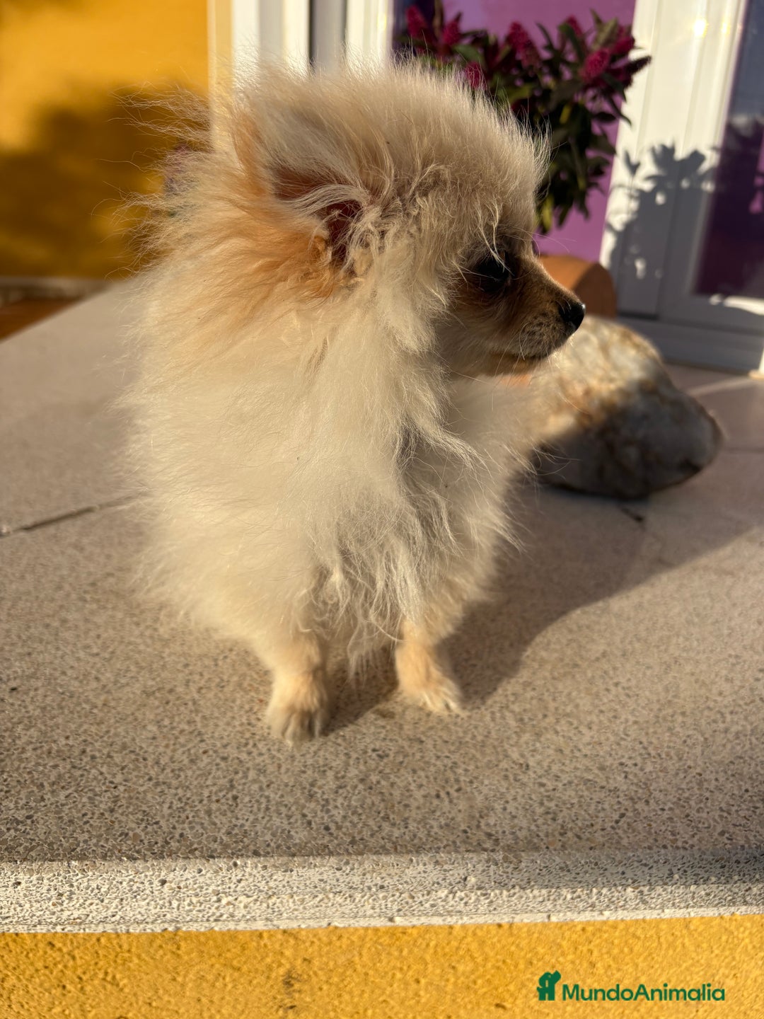 Pomerania perros en venta: Lulu Pomerania Micro Toy  - Anuncio 13
