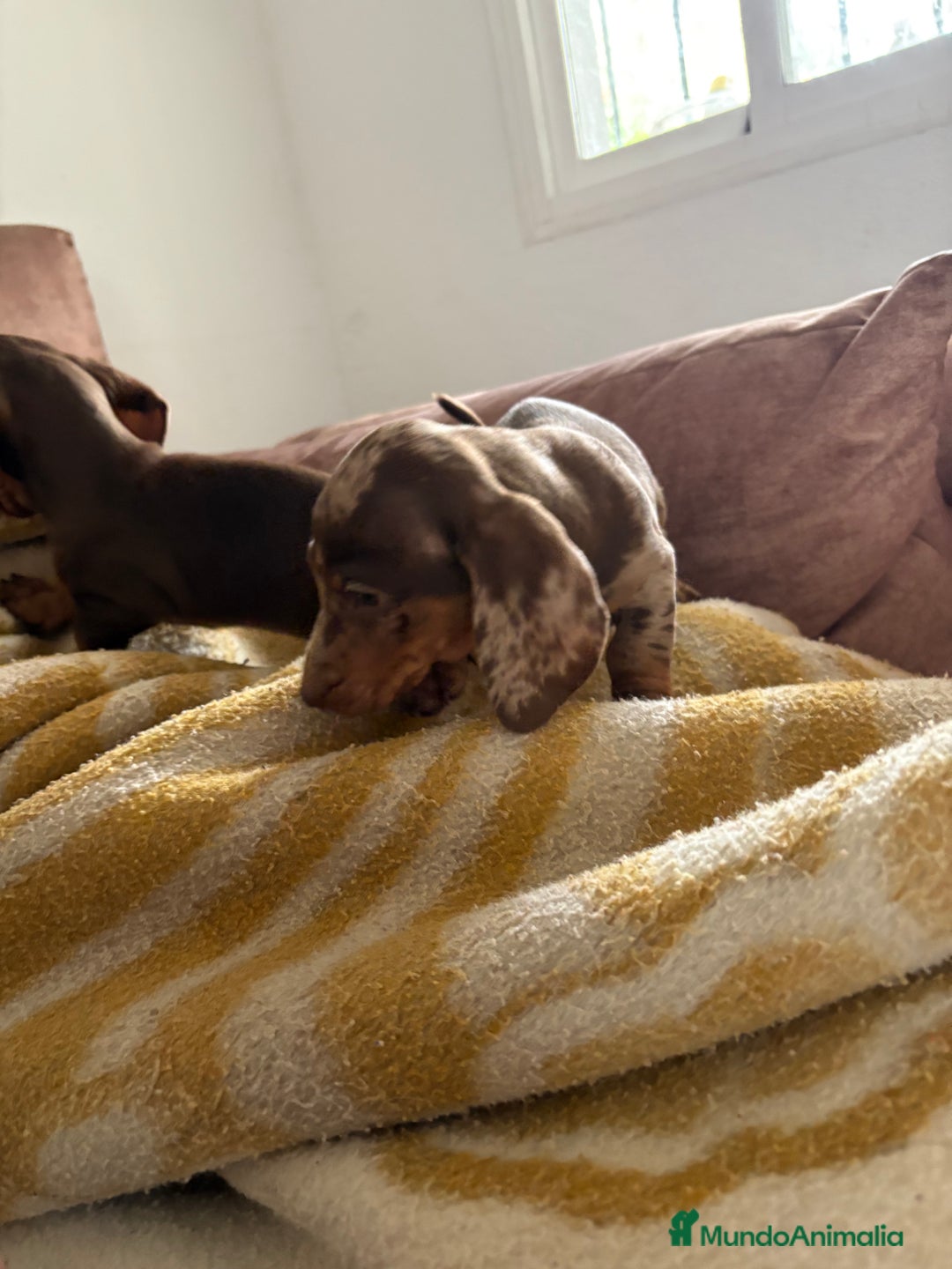 Teckel perros en venta: Teckels mini y kaninchen  - Anuncio 2