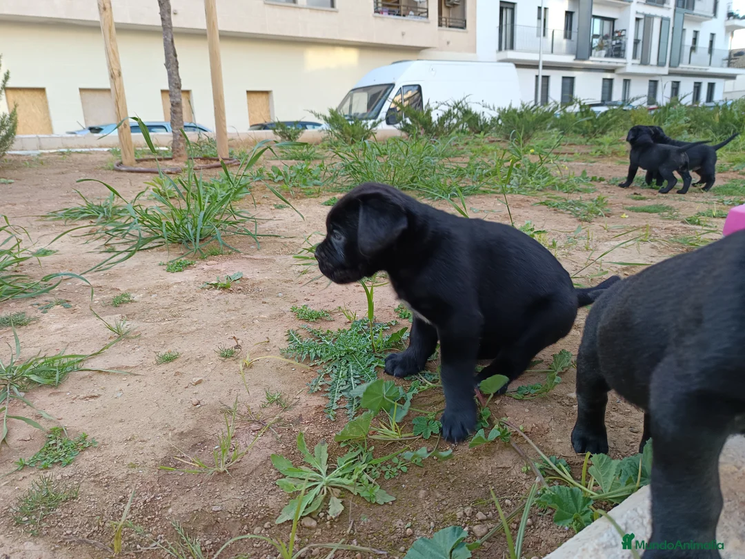 Imagen de galería {{count}}