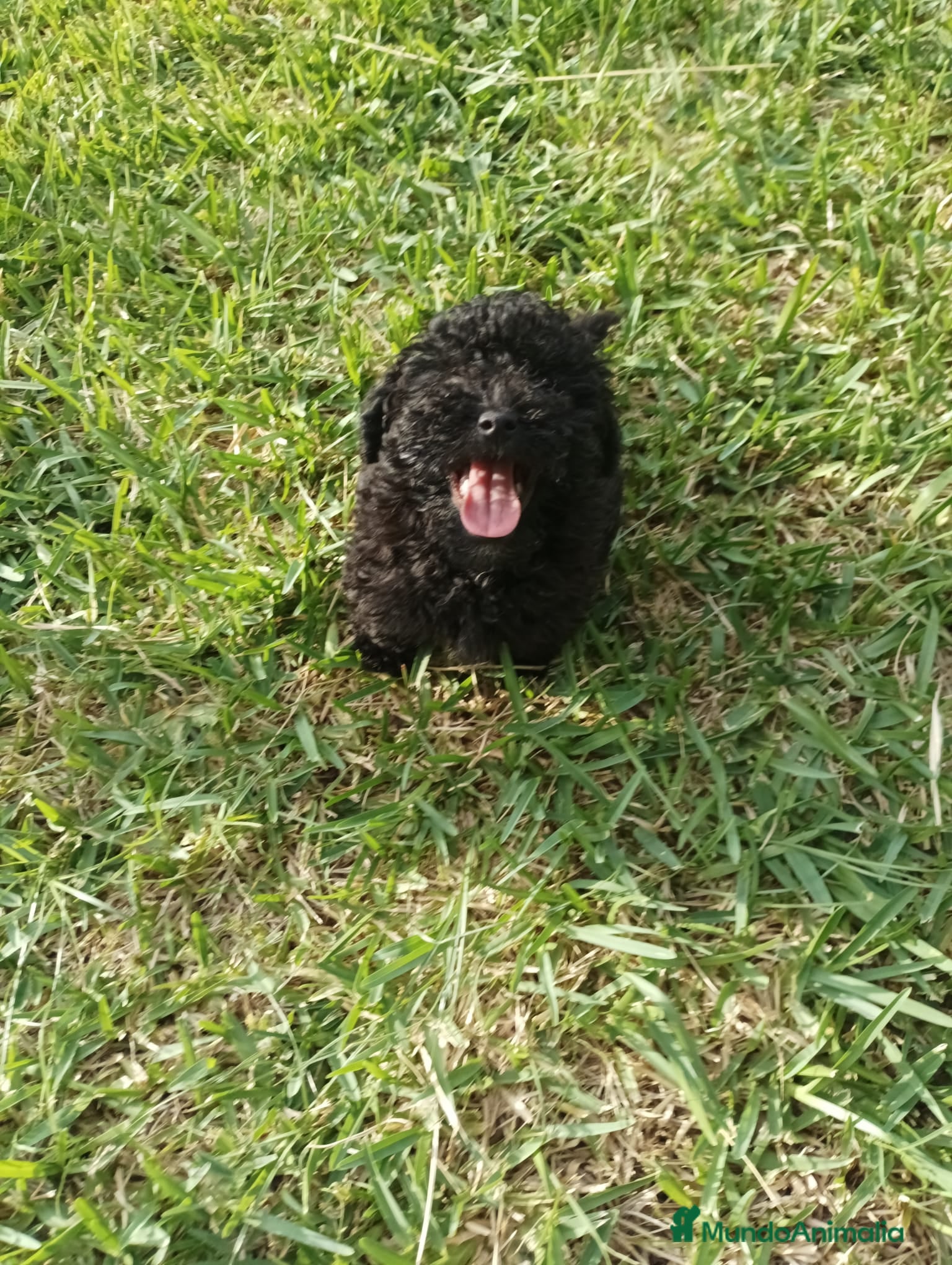 Caniche Toy perros Último machitode caniche toy phanton!! - Anuncio 1