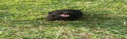 Caniche Toy perros en venta: Último machitode caniche toy phanton!! - Anuncio 1