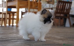 Pomerania perros en venta: 🐾 Roscón, Monk y Prodigy – Pomerania únicos 🐾 - Imagen 3