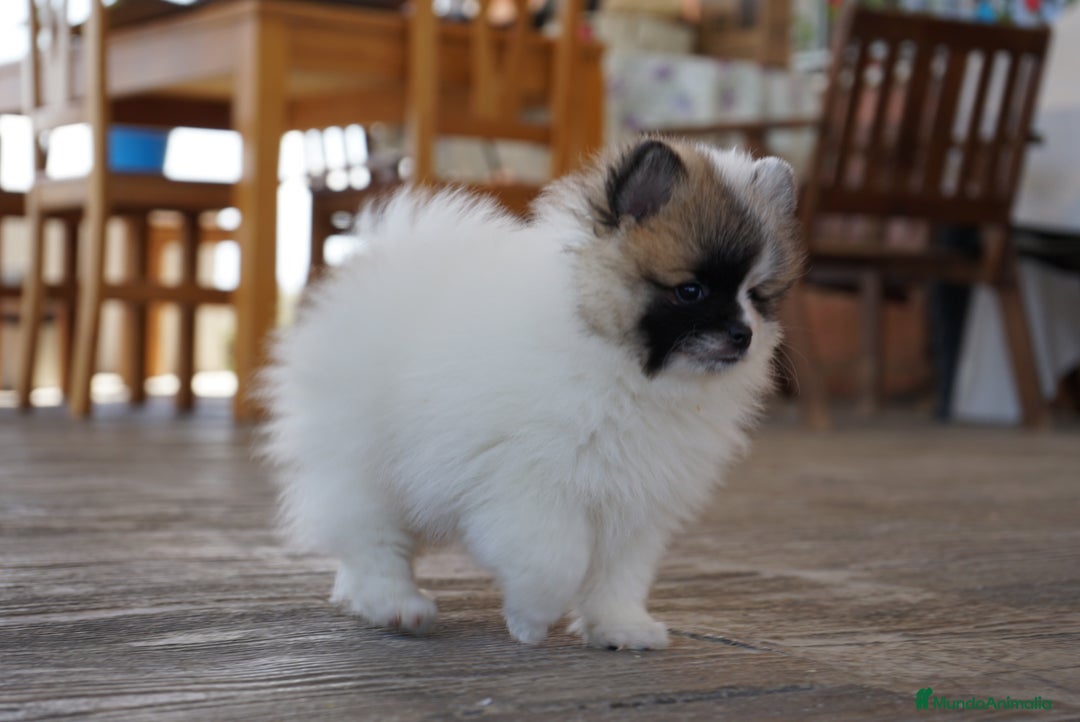 Pomerania perros en venta: 🐾 Roscón, Monk y Prodigy – Pomerania únicos 🐾 - Imagen 3