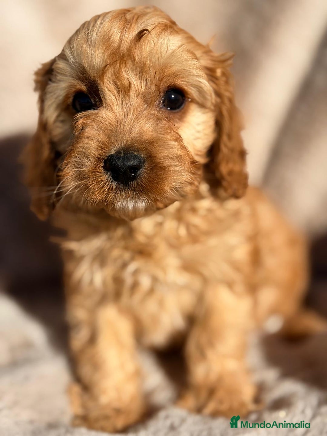 Cavapoo perros en venta: CAVAPOO  - Anuncio 2