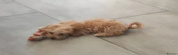 Maltipoo perros en venta: Maltipoo mini  - Anuncio 3