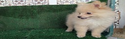 Pomerania perros en venta: Se vende camada de pomerania toy - Anuncio 3
