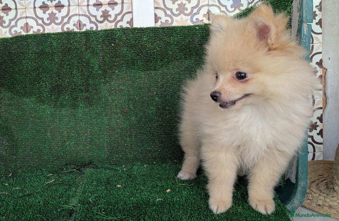 Pomerania perros en venta: Se vende camada de pomerania toy - Anuncio 3