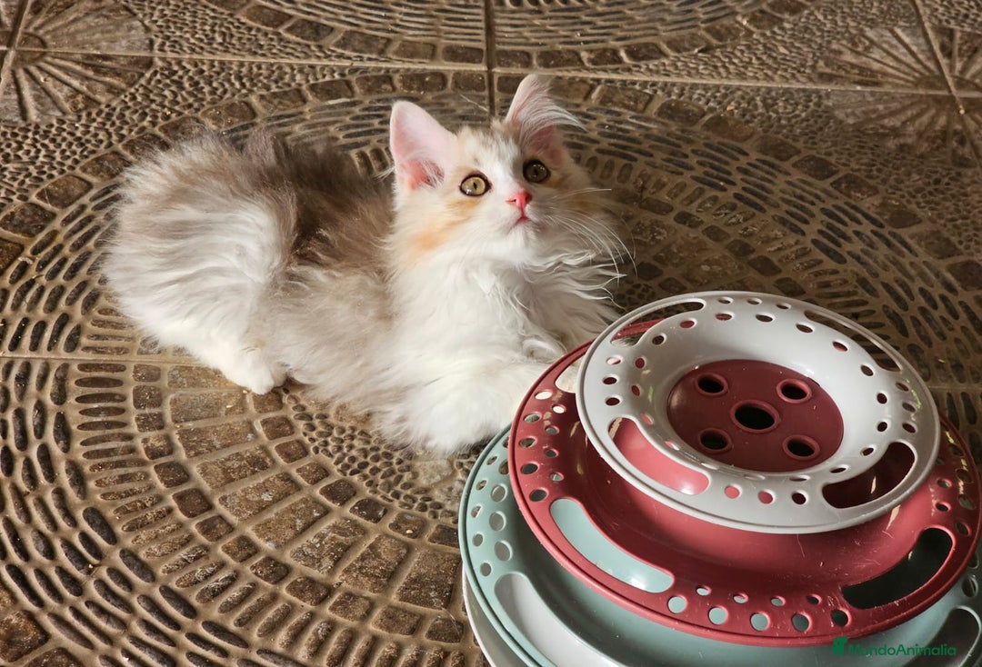 Kurilean Bobtail de Pelo Largo gatos en venta: Kurilian Macho - Anuncio 14