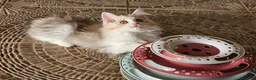 Kurilean Bobtail de Pelo Largo gatos en venta: Kurilian Macho - Anuncio 14