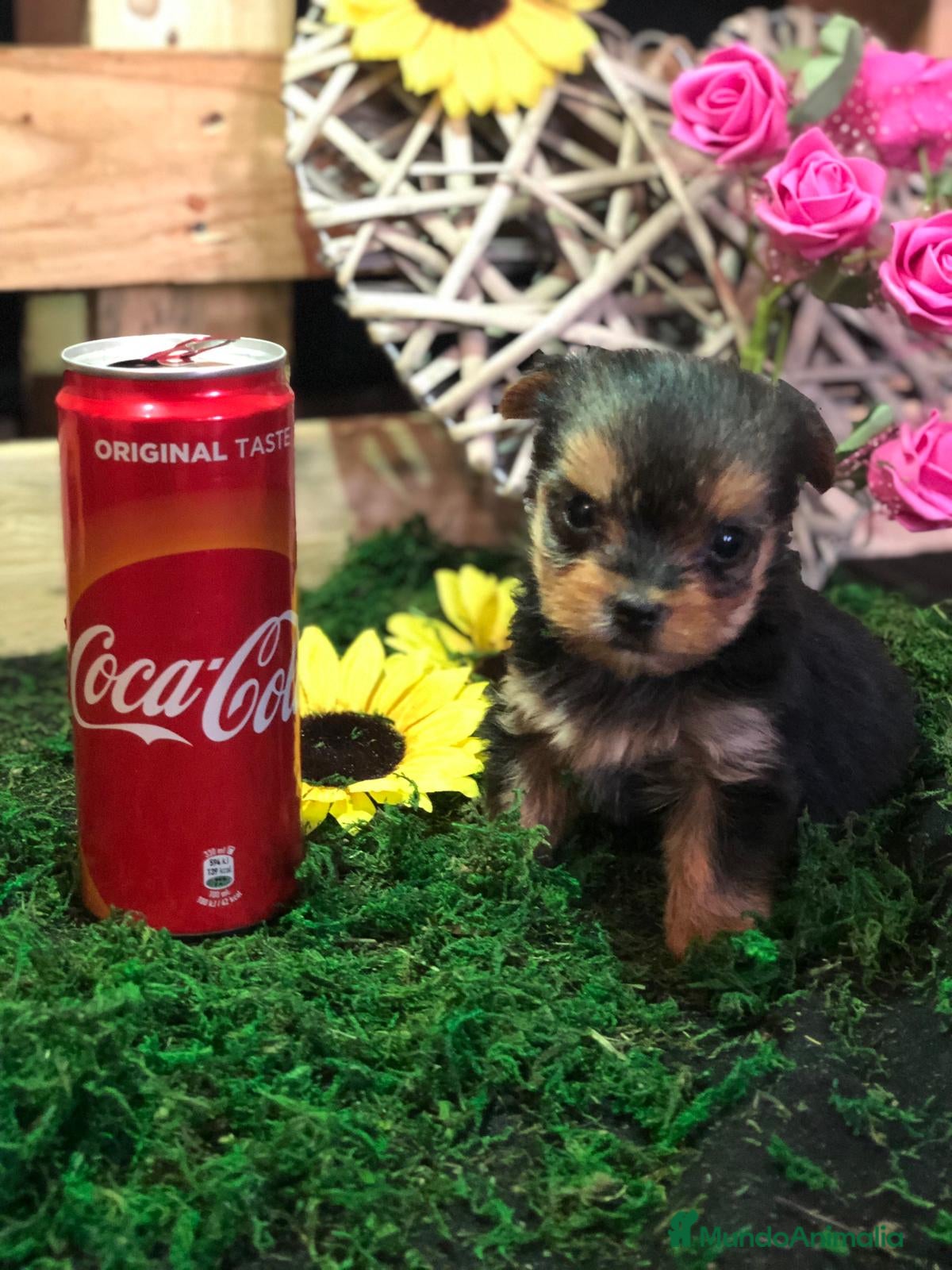 Yorkshire Terrier perros YORKSHIRE MINI TOY  - Anuncio 1