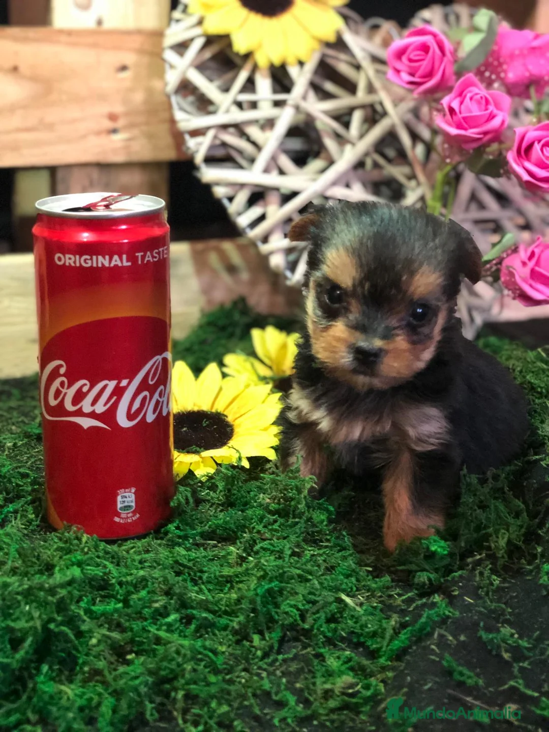 Yorkshire Terrier perros en venta: YORKSHIRE MINI TOY  - Anuncio 1