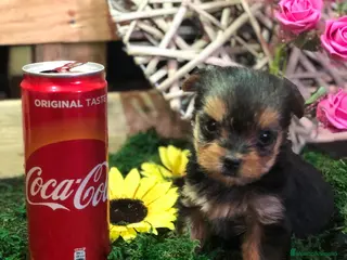 Yorkshire Terrier perros en venta: YORKSHIRE MINI TOY - Anuncio 4