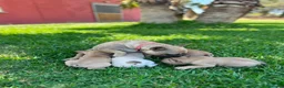 Bulldog Francés perros en venta: Cachorros bulldog francés beige - Anuncio 9