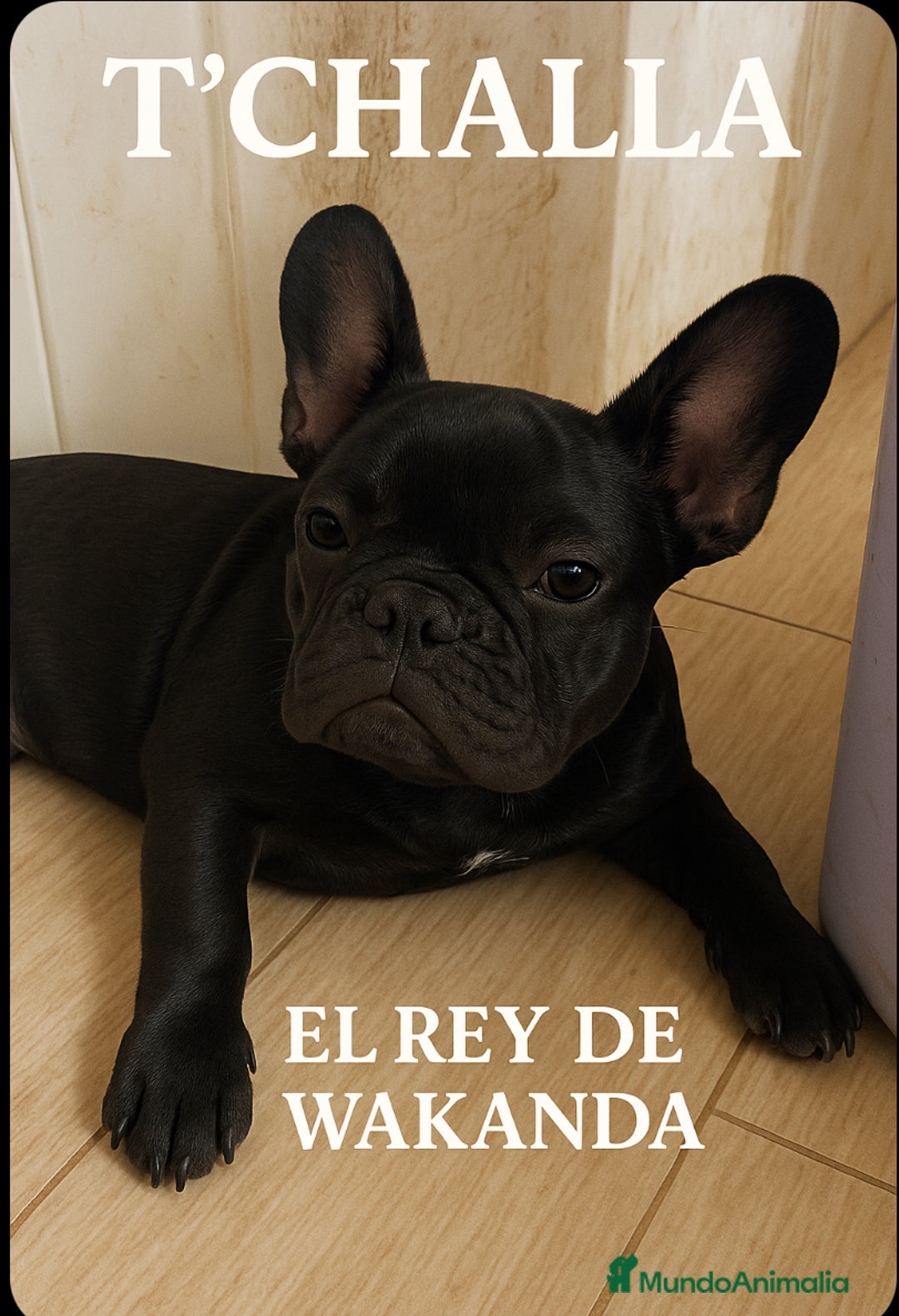 Bulldog Francés perros en venta: Bulldog Frances Negro Solido  - Imagen 1