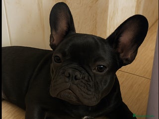 Bulldog Francés perros - Anuncio 4