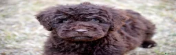 Perro de Agua Español perros en venta: CAMADA PERRO DE AGUA ESPAÑOL - Anuncio 31