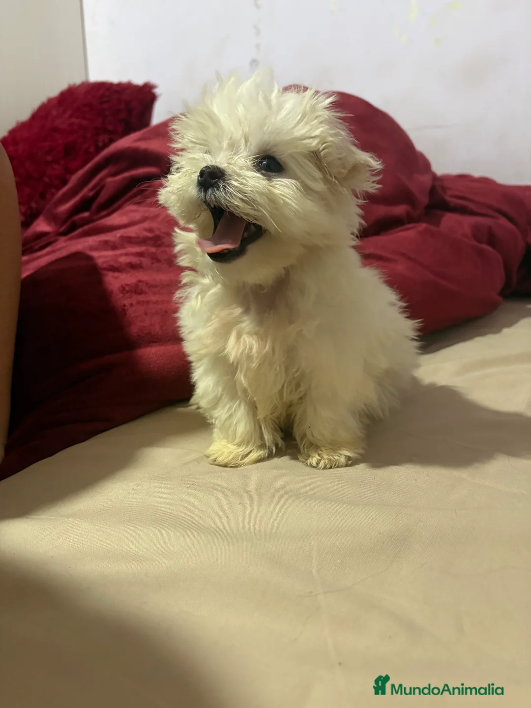 Bichón Maltés perros en venta: Bichon maltés Toy machos y hembras  - Anuncio 2