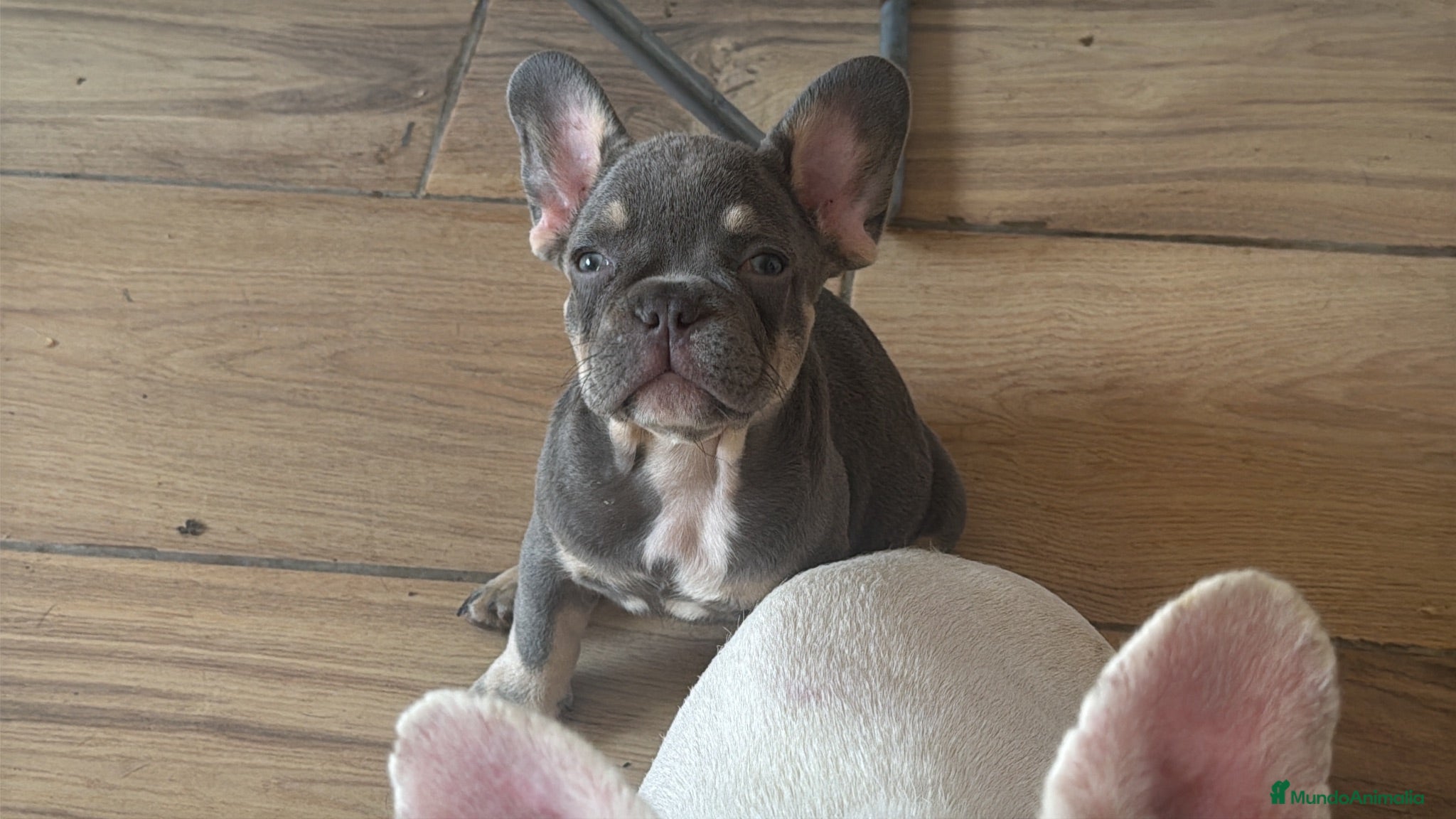 Bulldog Francés perros Bulldog francés Lilac and tan  - Anuncio 1