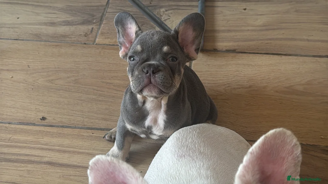 Bulldog Francés perros en venta: Bulldog francés Lilac and tan  - Anuncio 1