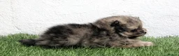 Pomerania perros en venta: Pomerania - Anuncio 11