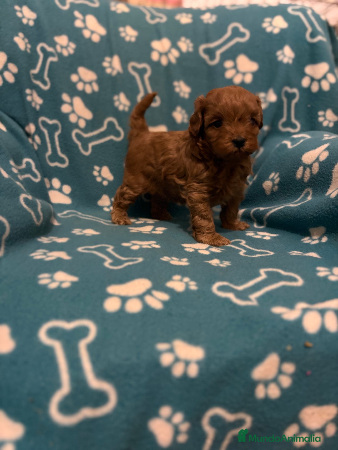 Caniche Toy perros en venta: Caniche rojo - Anuncio 8