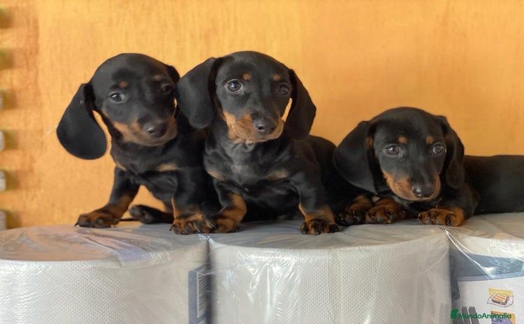 Teckel Miniatura perros - Anuncio 1