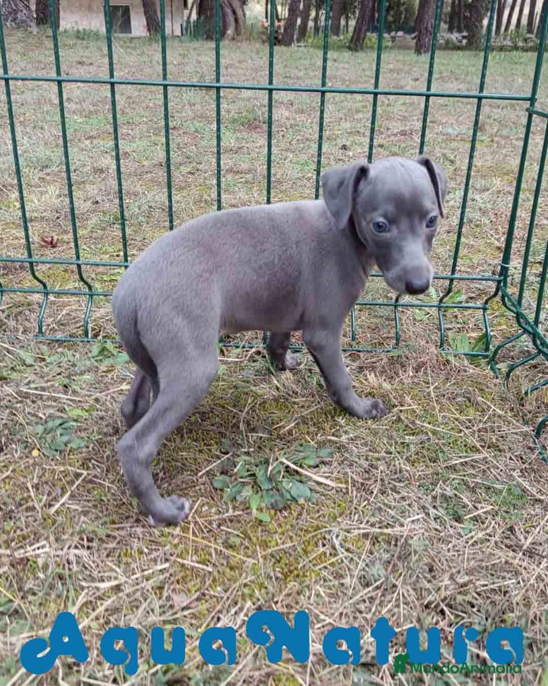 Pequeño Lebrel Italiano perros Lebrel Italiano Hembra 2 de AB y Omega AQUANATURA - Anuncio 1
