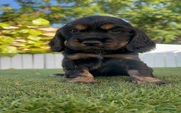 Cocker Spaniel Inglés perros en venta: COCKER SPANIEL INGLES - Imagen 19