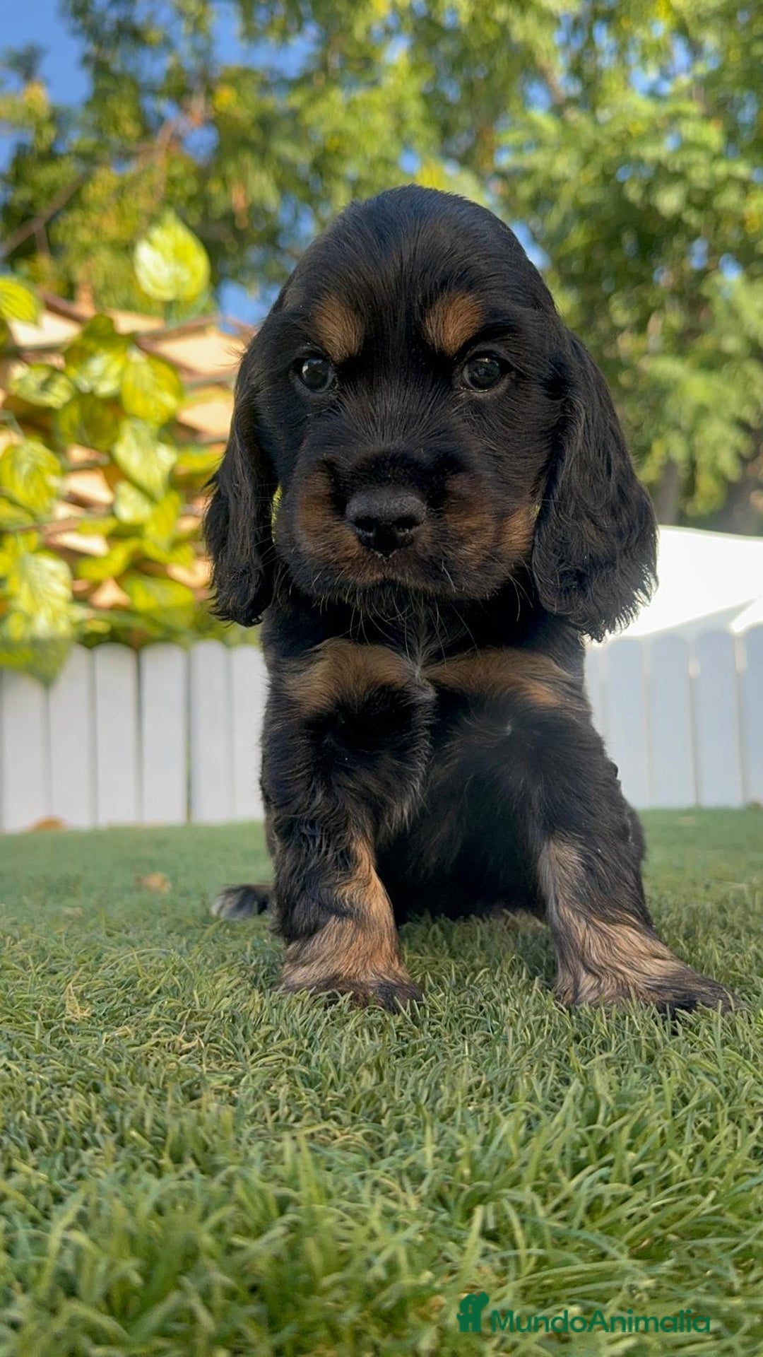 Cocker Spaniel Inglés perros en venta: COCKER SPANIEL INGLES - Imagen 19