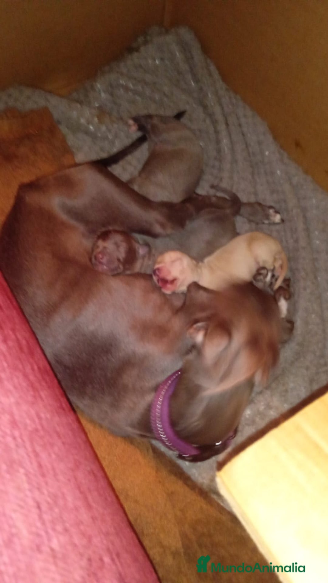 Pequeño Lebrel Italiano perros en venta: Lebrel italiano  - Imagen 4