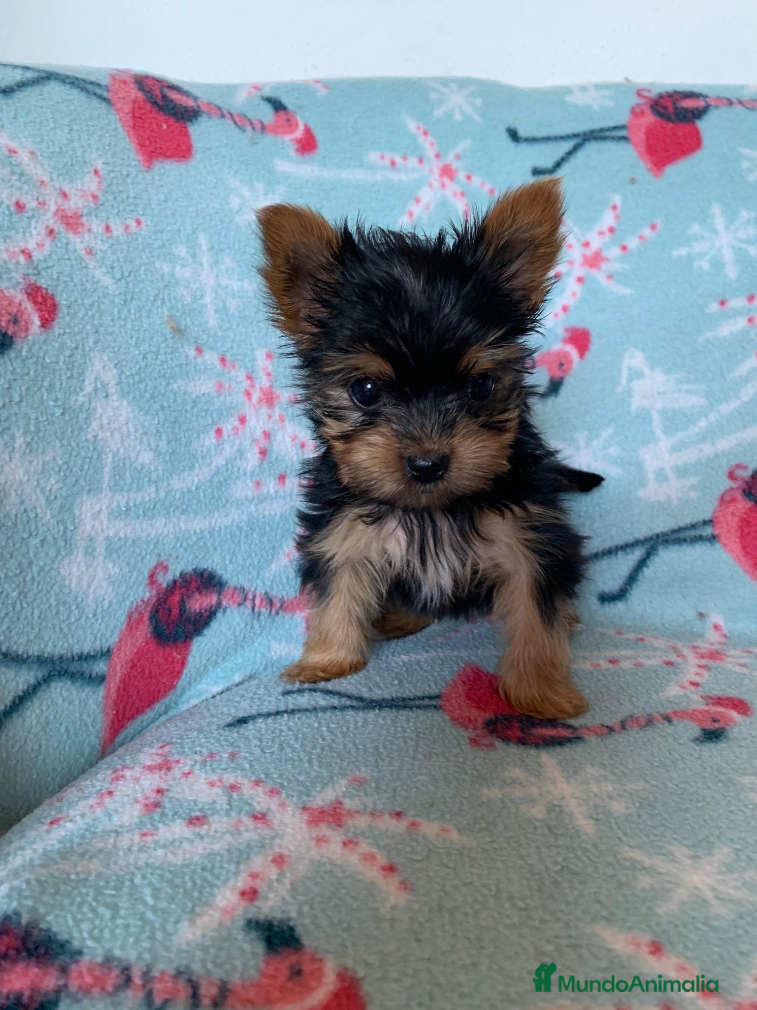 Yorkshire Terrier perros 🐾 Yorkshire Terrier – disponibles para reserva 🐾 - Anuncio 1