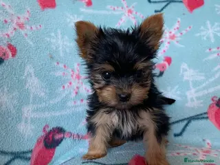 Yorkshire Terrier perros en venta: 🐾 Yorkshire Terrier – disponibles para reserva 🐾 - Anuncio 1