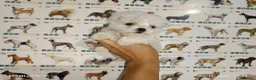 Bichón Maltés perros en venta: Bichón maltés americano - Anuncio 3