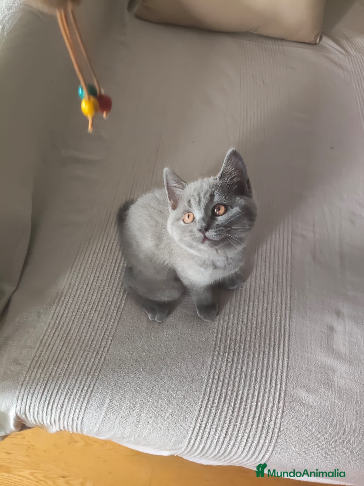 Británico de Pelo Corto Azul gatos BRITISH SHORTHAIR BLUE♥️ - Anuncio 2