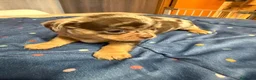 Chihuahua perros en venta: Hembra de chihuahua  en Barcelona - Anuncio 3