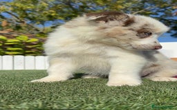 Border Collie perros en venta: BORDER COLLIE - Anuncio 8