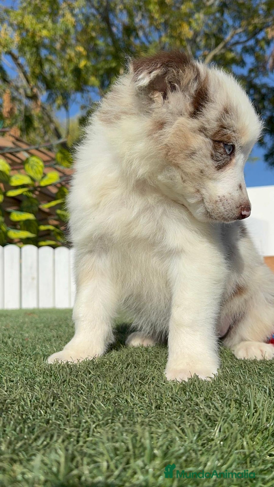 Border Collie perros en venta: BORDER COLLIE - Anuncio 8