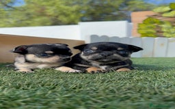Chihuahua perros en venta: CHIHUAHUA-OJOS AZULES - Imagen 3