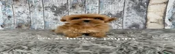 Maltipoo perros en venta: 🏆 Exclusivo Maltipoo Miniatura Coreano  - Anuncio 4