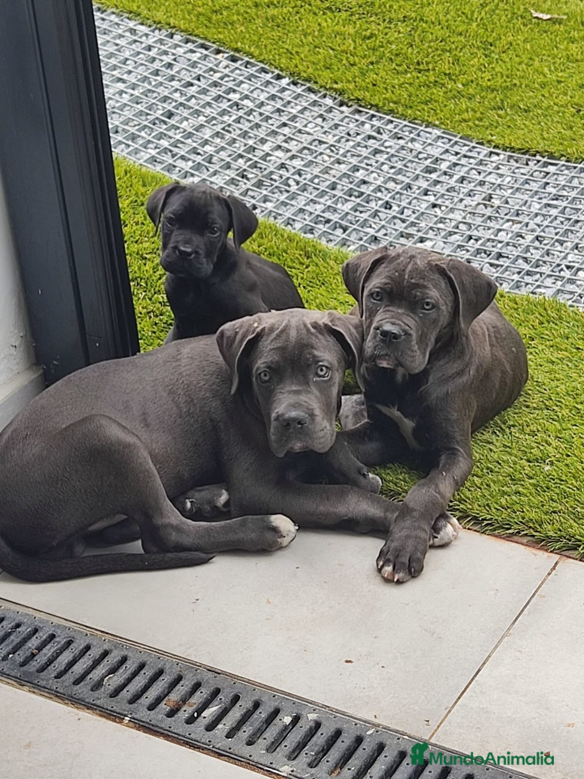 Cane Corso perros Cane corso blue  - Anuncio 1